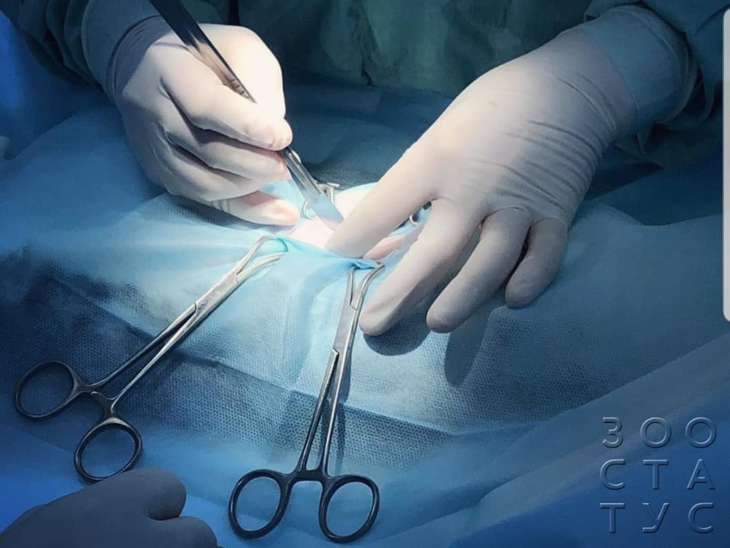 удаление пупочной грыжи у собак