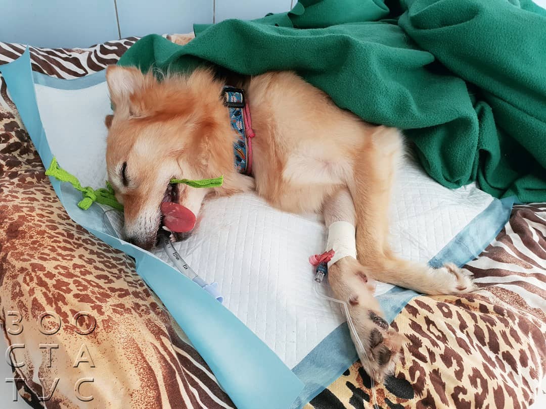 удаление пупочной грыжи у собак