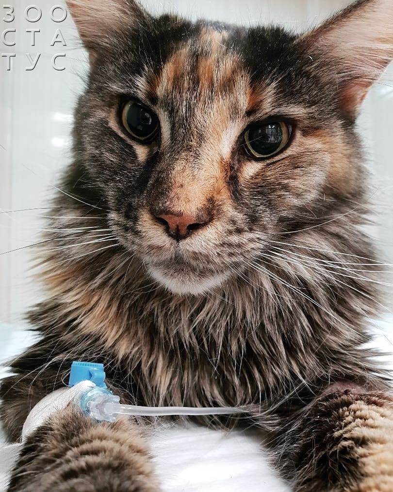 хроническая болезнь почек у кошек