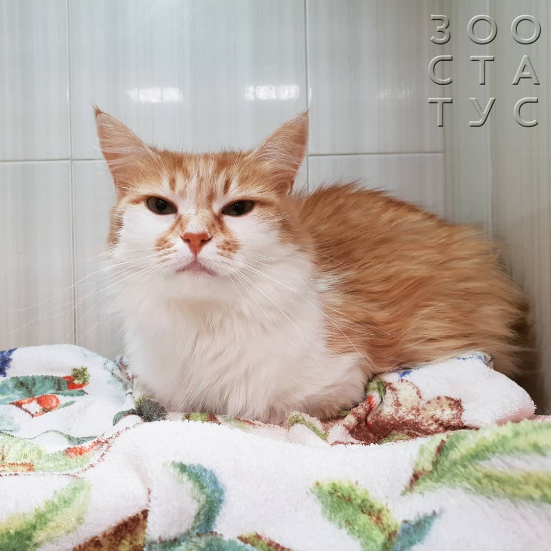 хроническая болезнь почек у кошек