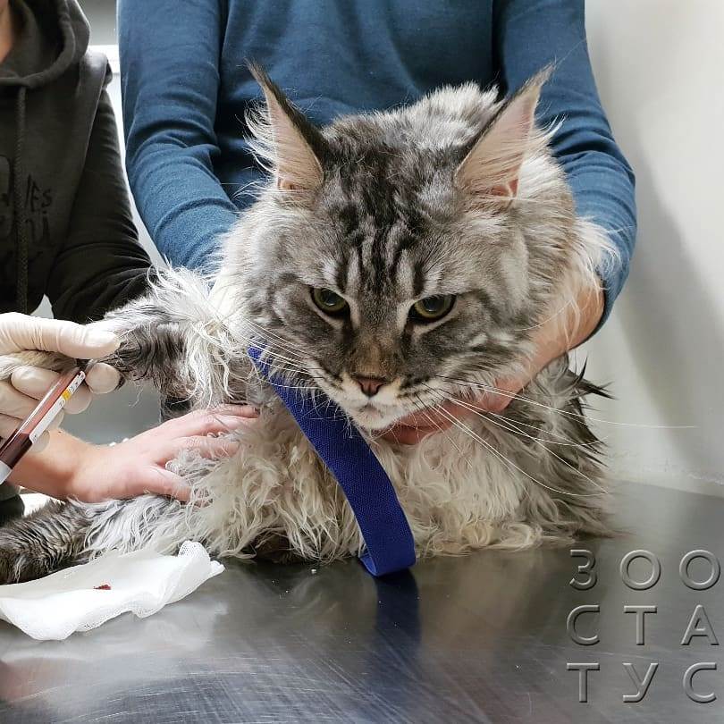 хроническая болезнь почек у кошек