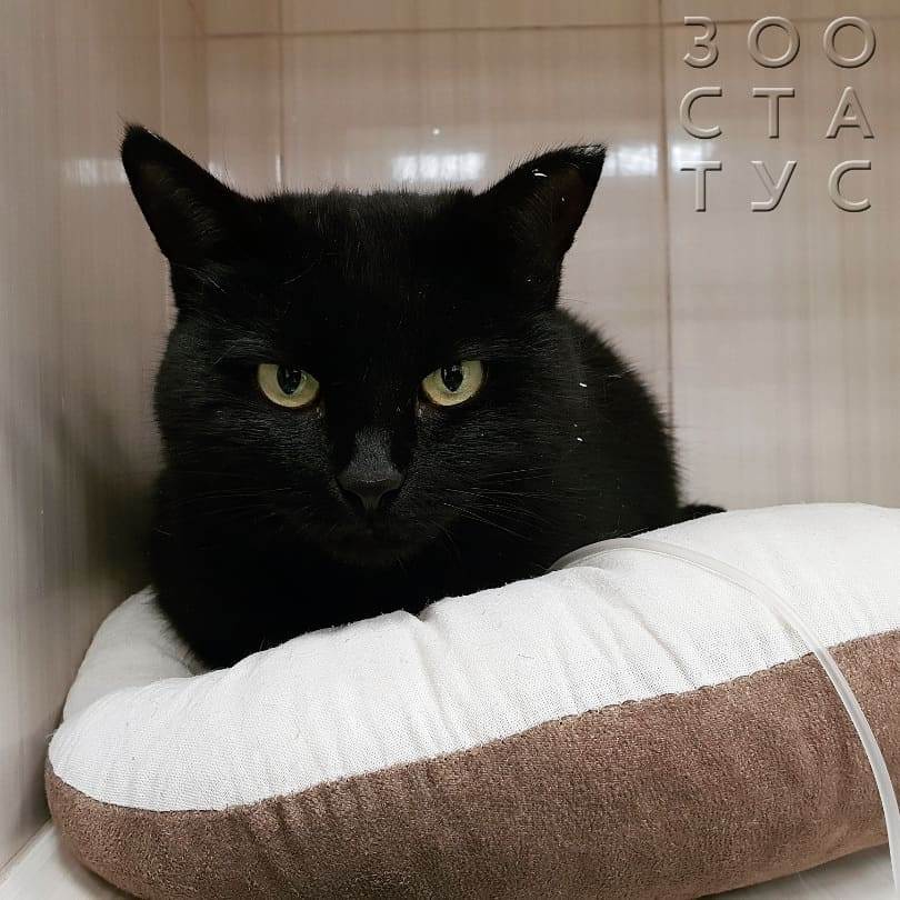 хроническая болезнь почек у кошек