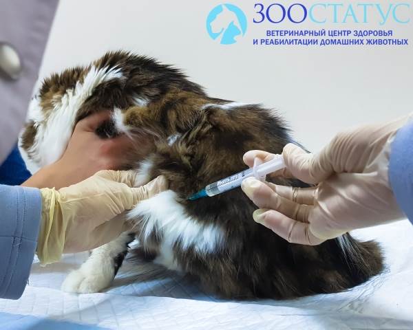 химическая кастрация кошек