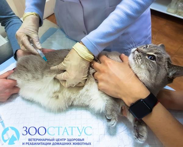 химическая кастрация кошек