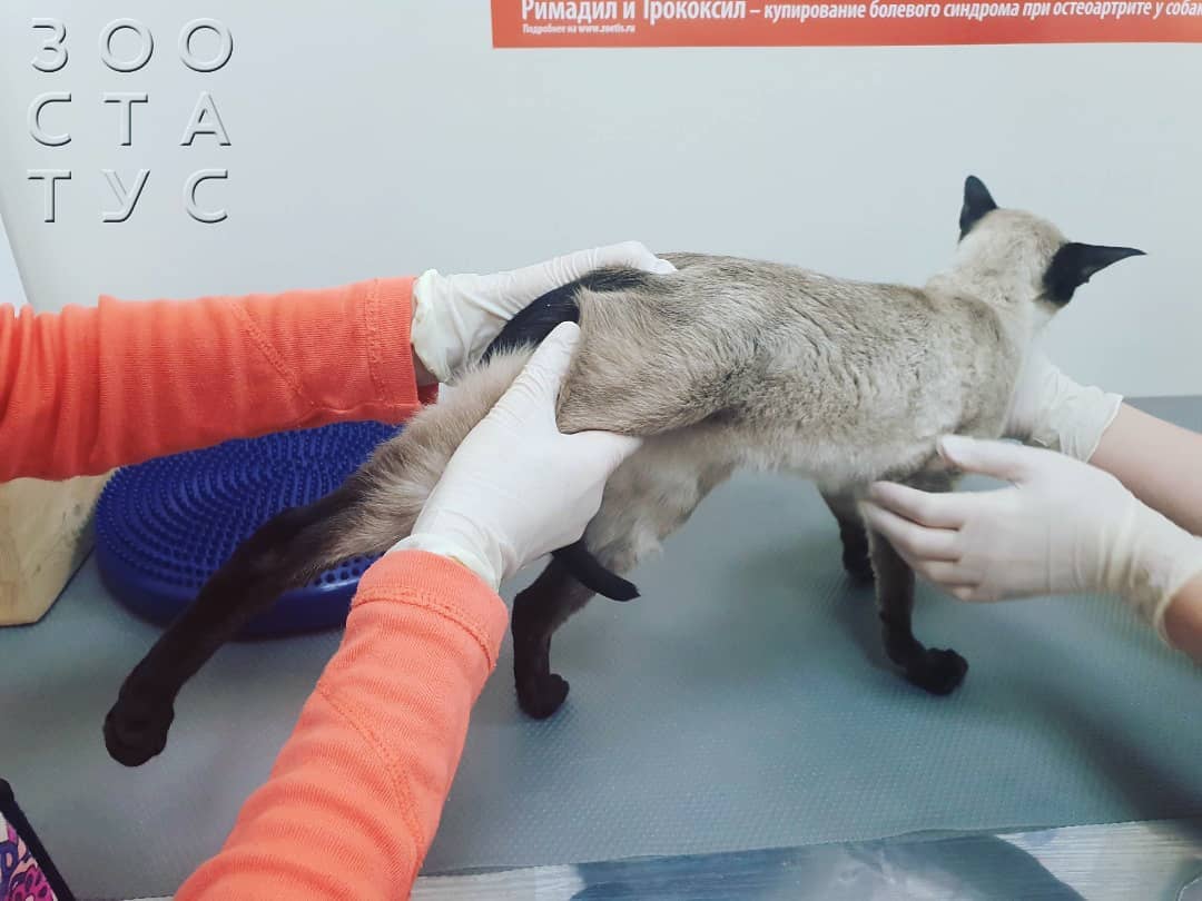 кошка хромает на заднюю лапу