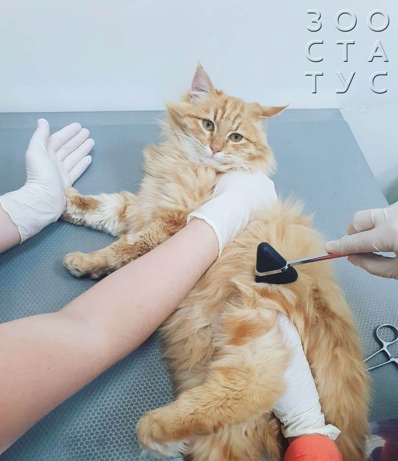 кошка хромает на заднюю лапу