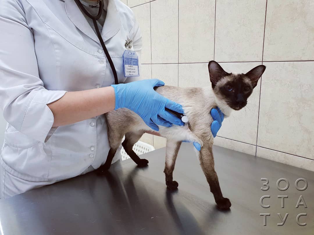 кошка хромает на заднюю лапу