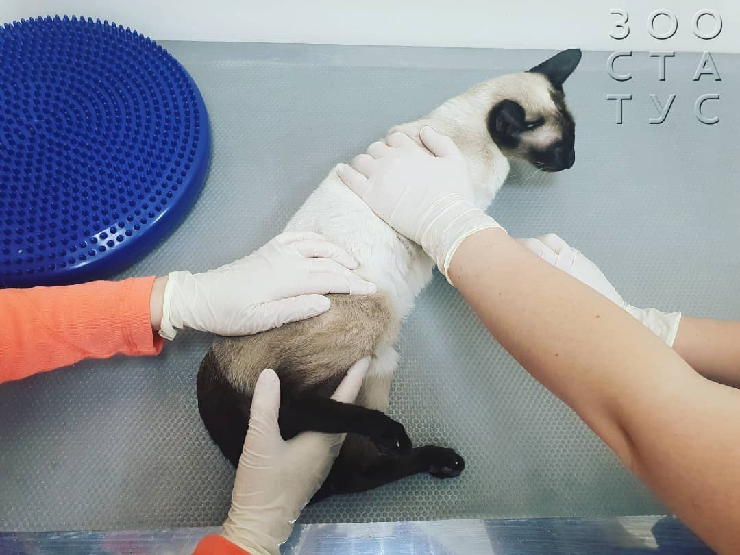 кошка хромает на заднюю лапу