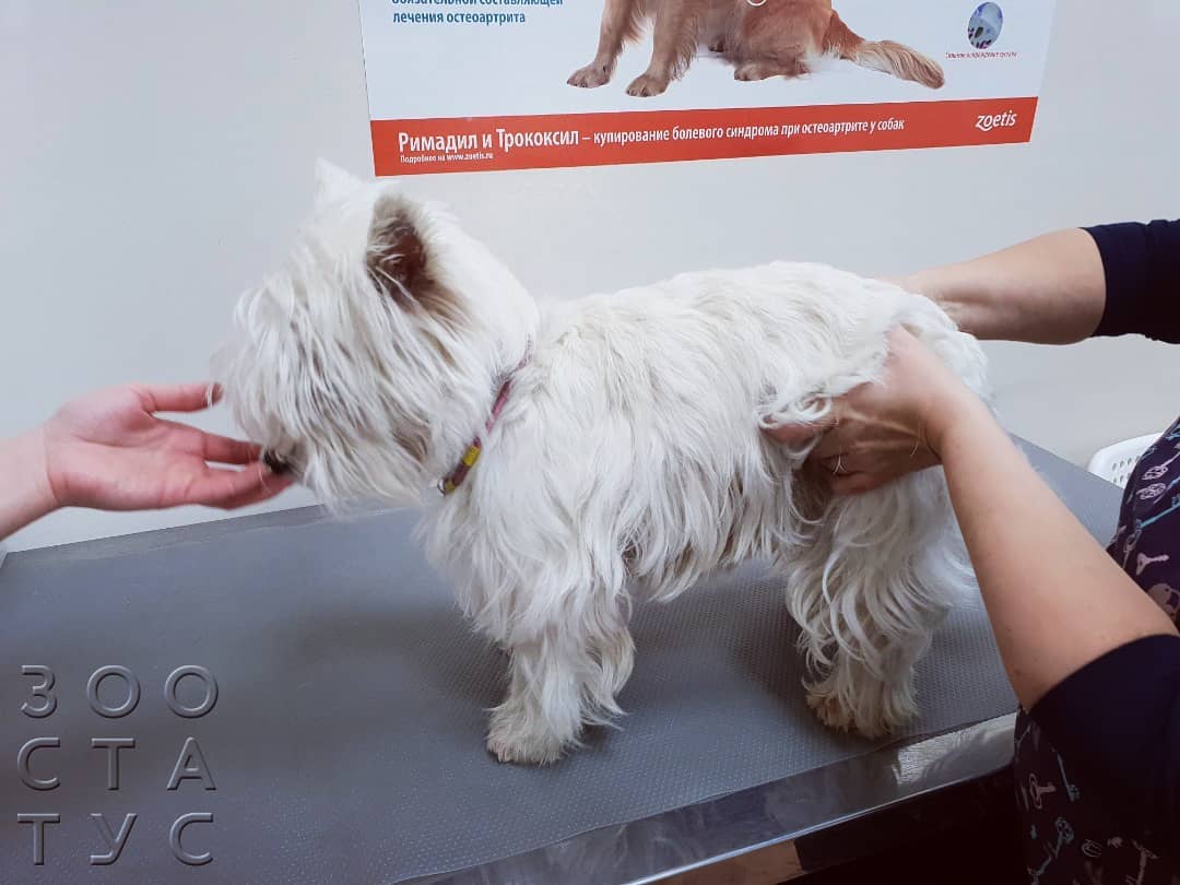 хромота у собак