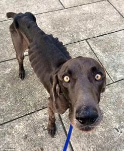 Кахексия (истощение) у собак Фото