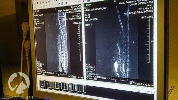 бмпд у собак