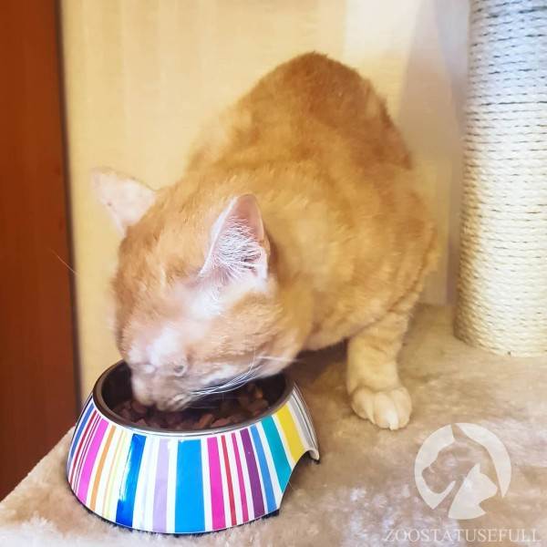 Как выбрать качественный корм Фото как определить хороший корм для кошки или собаки