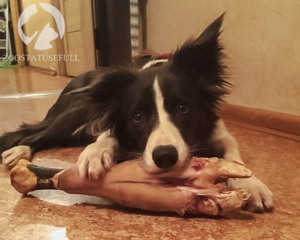 Как выбрать качественный корм Фото как определить хороший корм для кошки или собаки