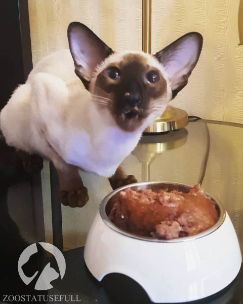 Как выбрать качественный корм Фото как определить хороший корм для кошки или собаки