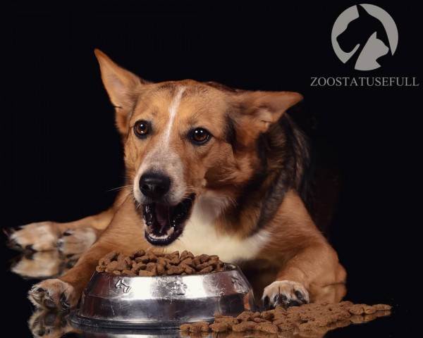 Как выбрать качественный корм Фото как определить хороший корм для кошки или собаки