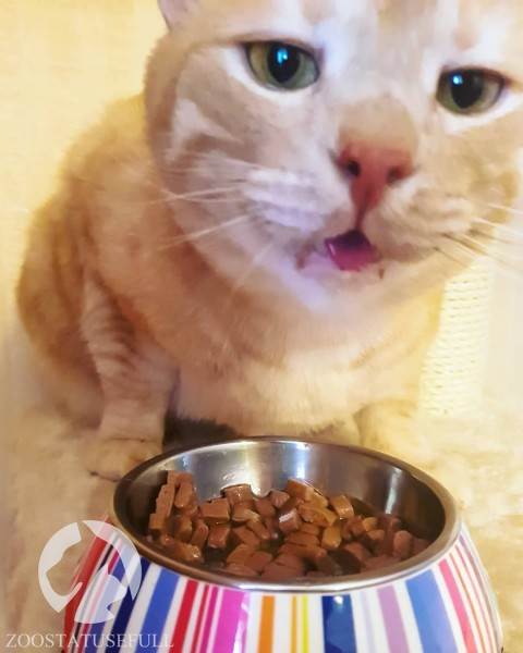 Как выбрать качественный корм Фото как определить хороший корм для кошки или собаки