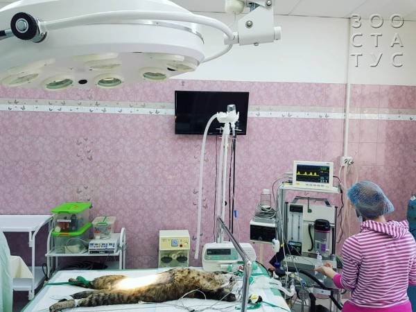 стерилизация кошек