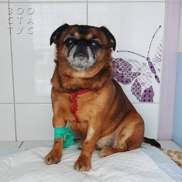 стерилизация кошек