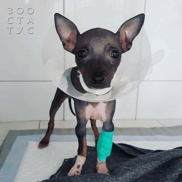 стерилизация кошек