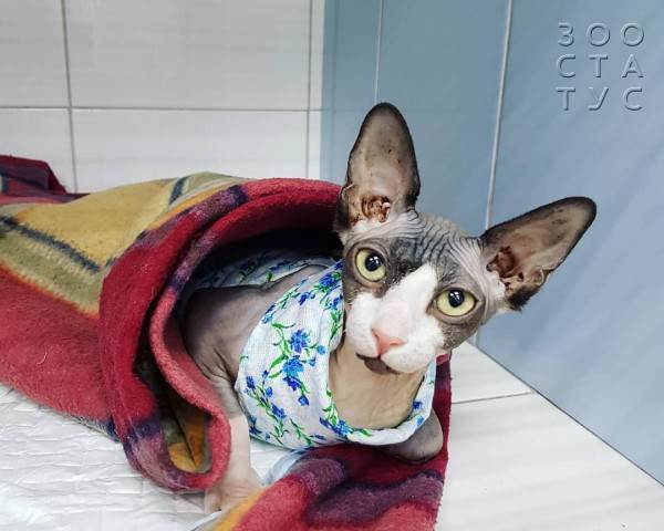 стерилизация кошек