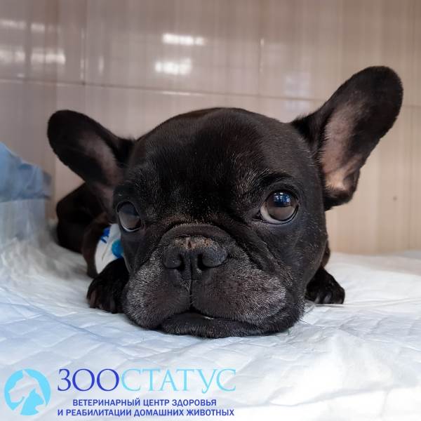 укус клеща у собаки