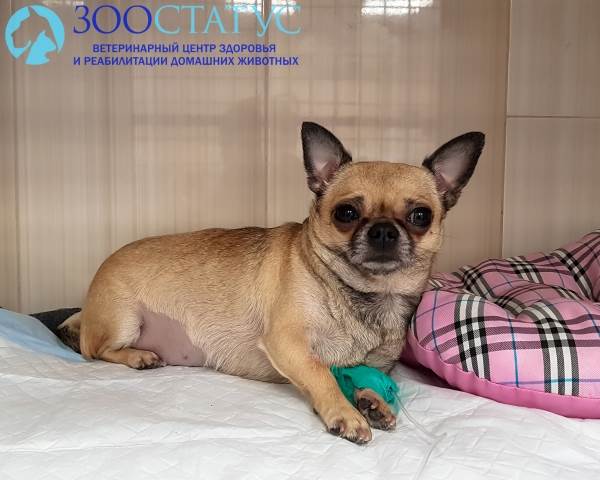 болезнь от укуса клеща у собак