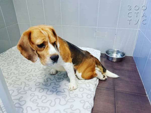 кормление животных-инвалидов