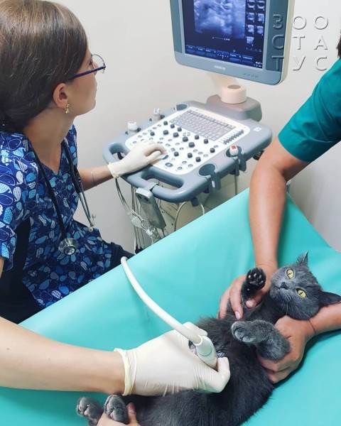 кормление животных-инвалидов