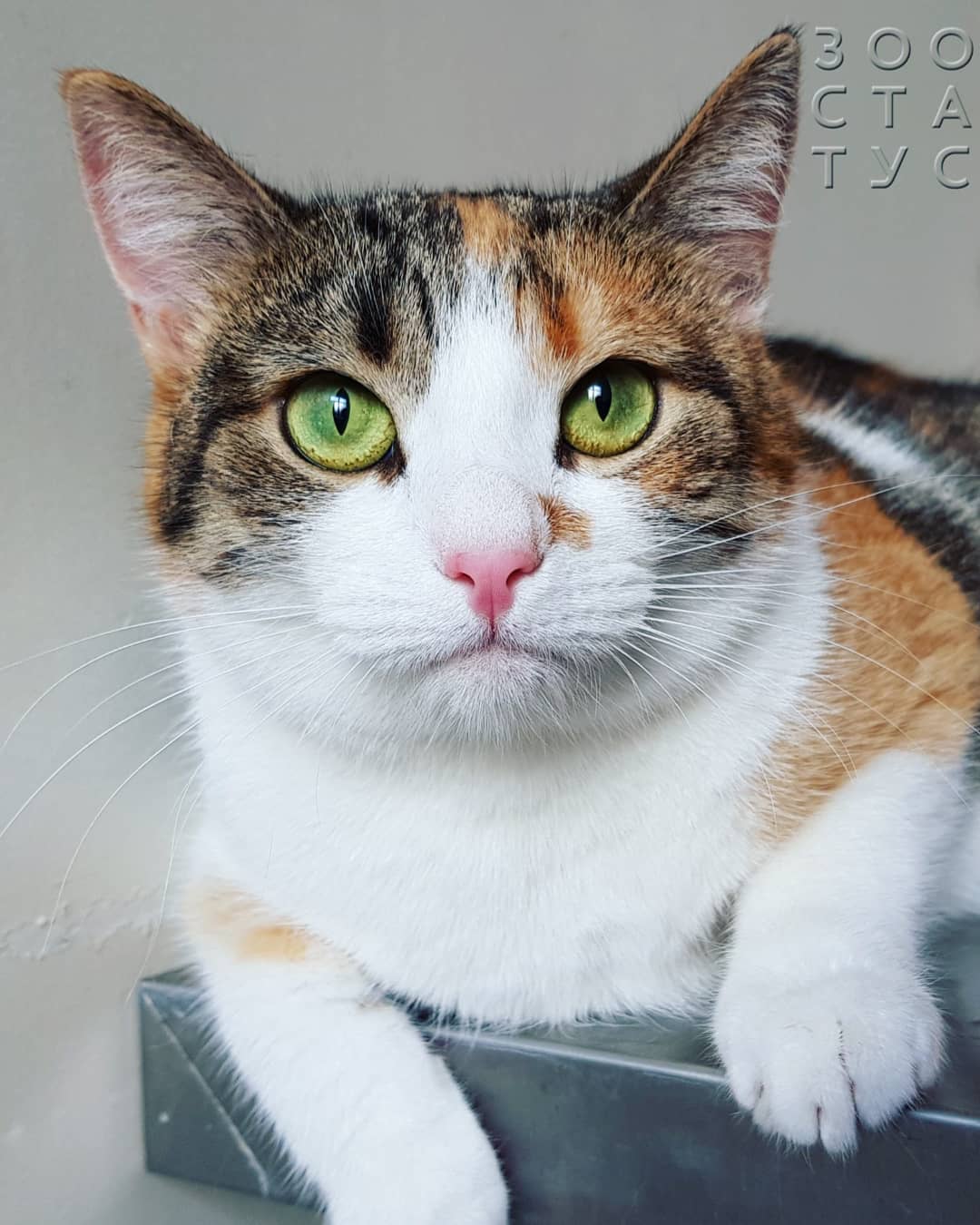 почему у кошек и собак разный корм