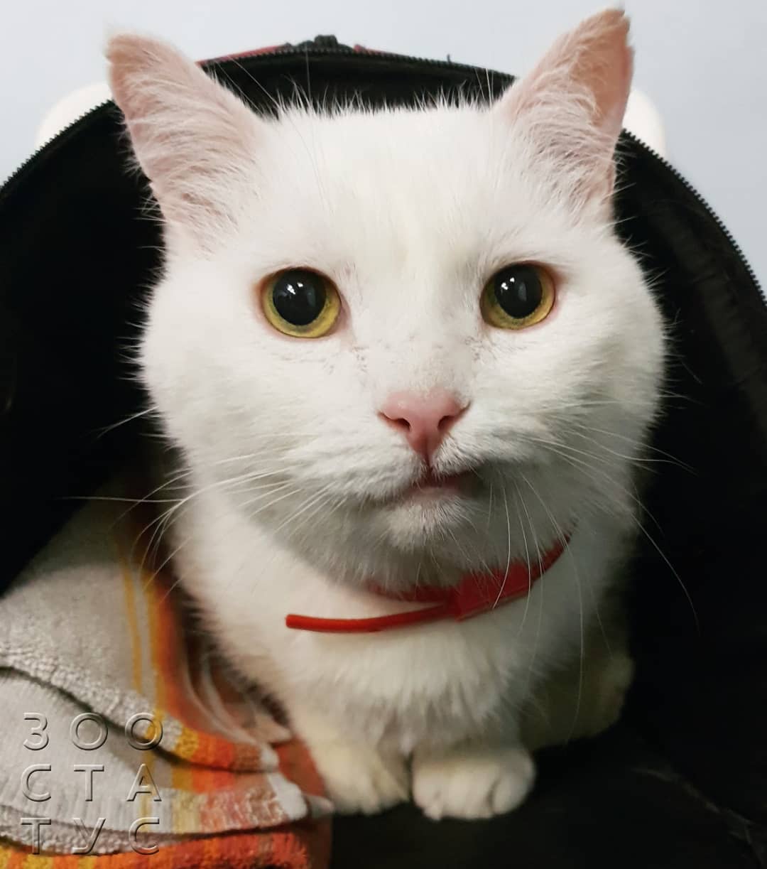 кошка хромает