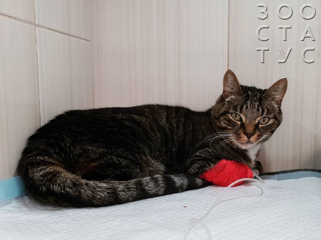 кошка хромает