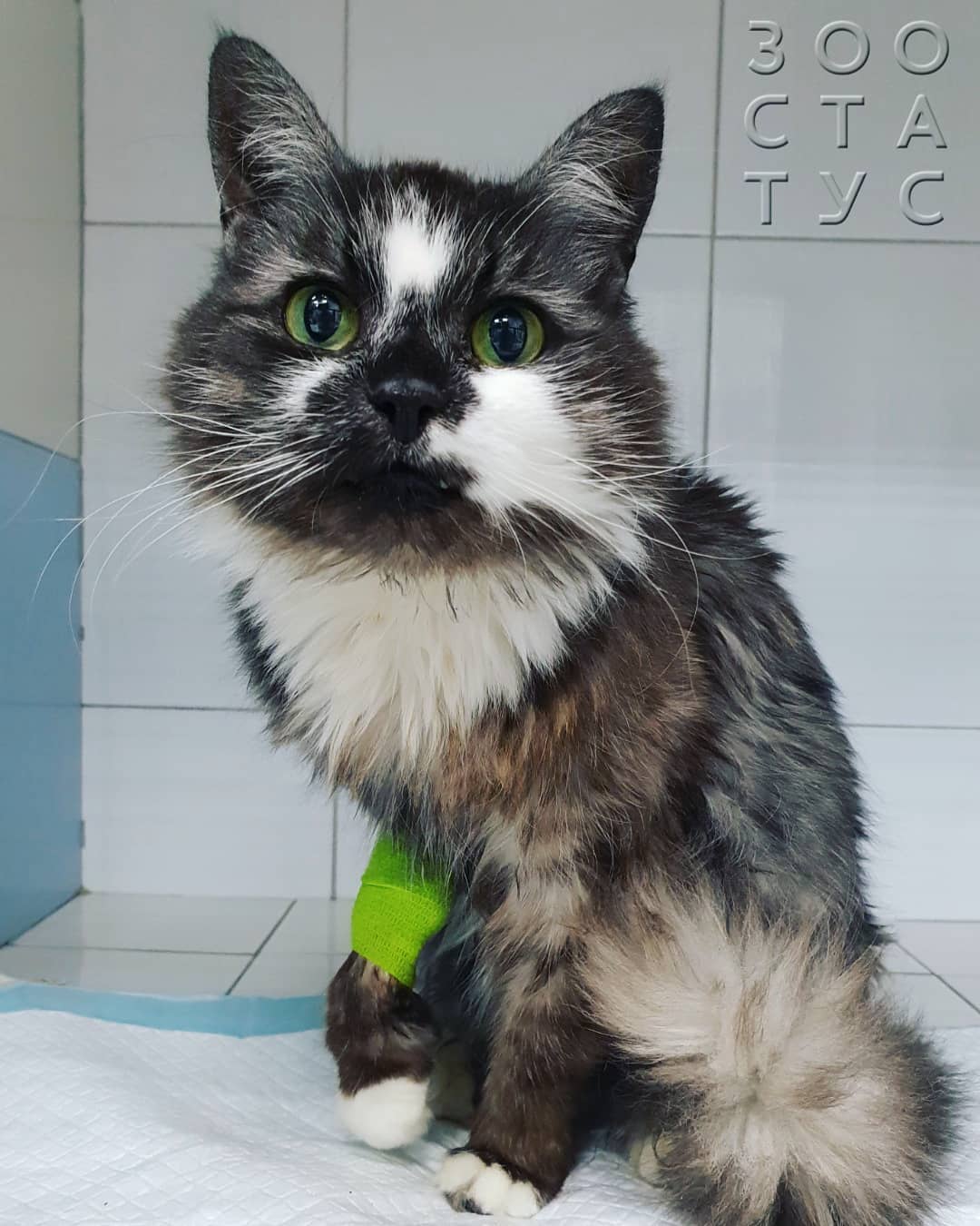 кошка хромает