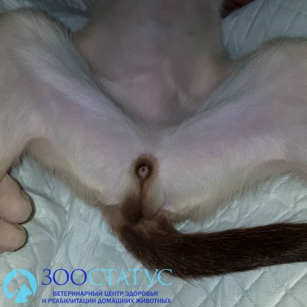 односторонний крипторхизм у котов