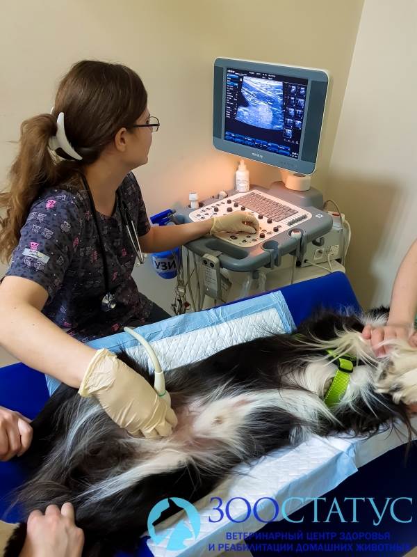 собака крипторх