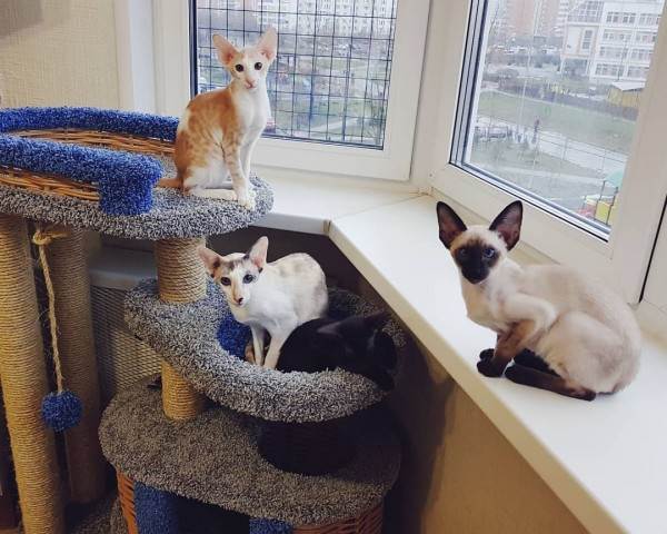 как правильно купить котенка в питомнике