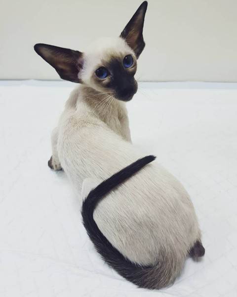 как правильно купить котенка в питомнике