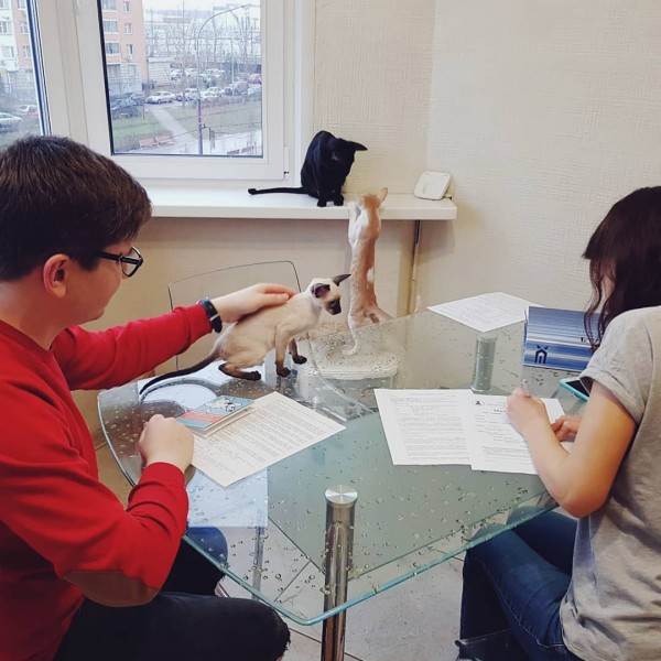 как правильно купить котенка в питомнике