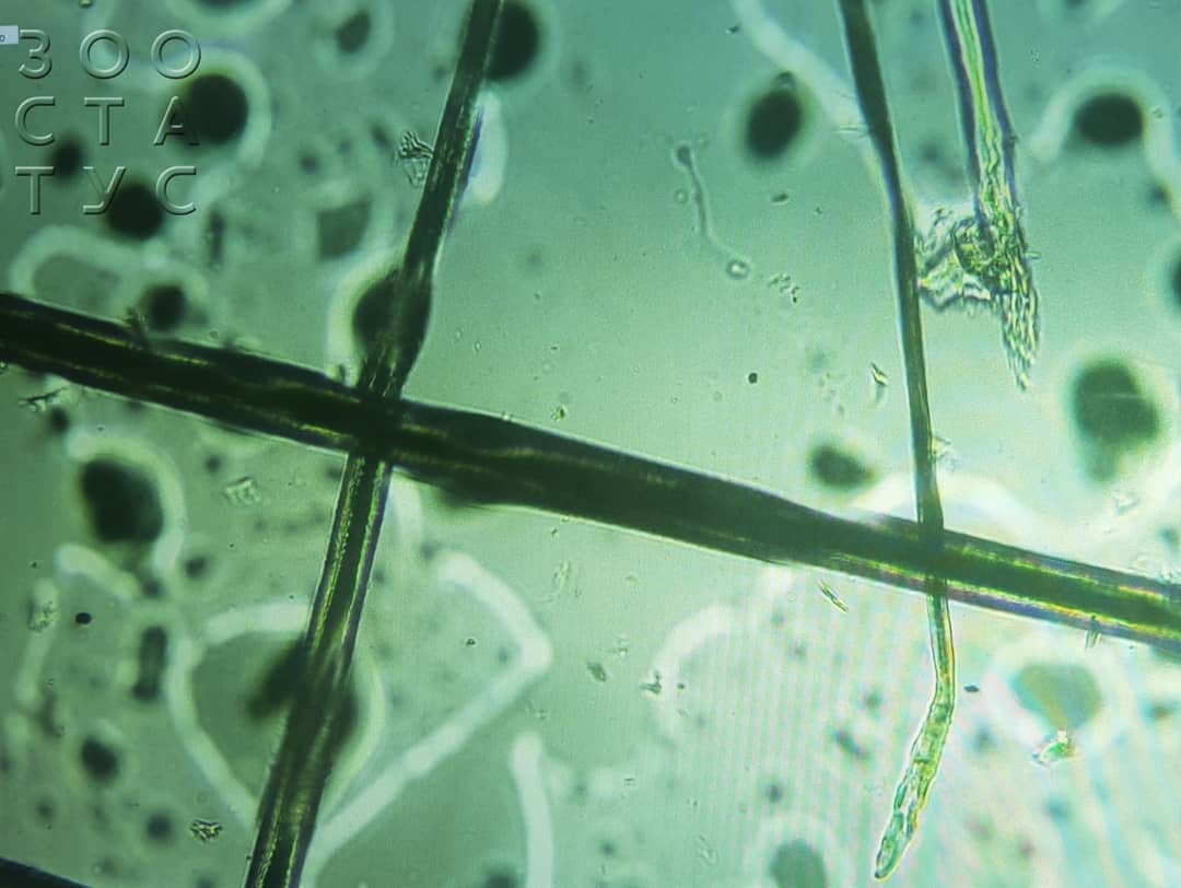 стригущий лишай у кошки