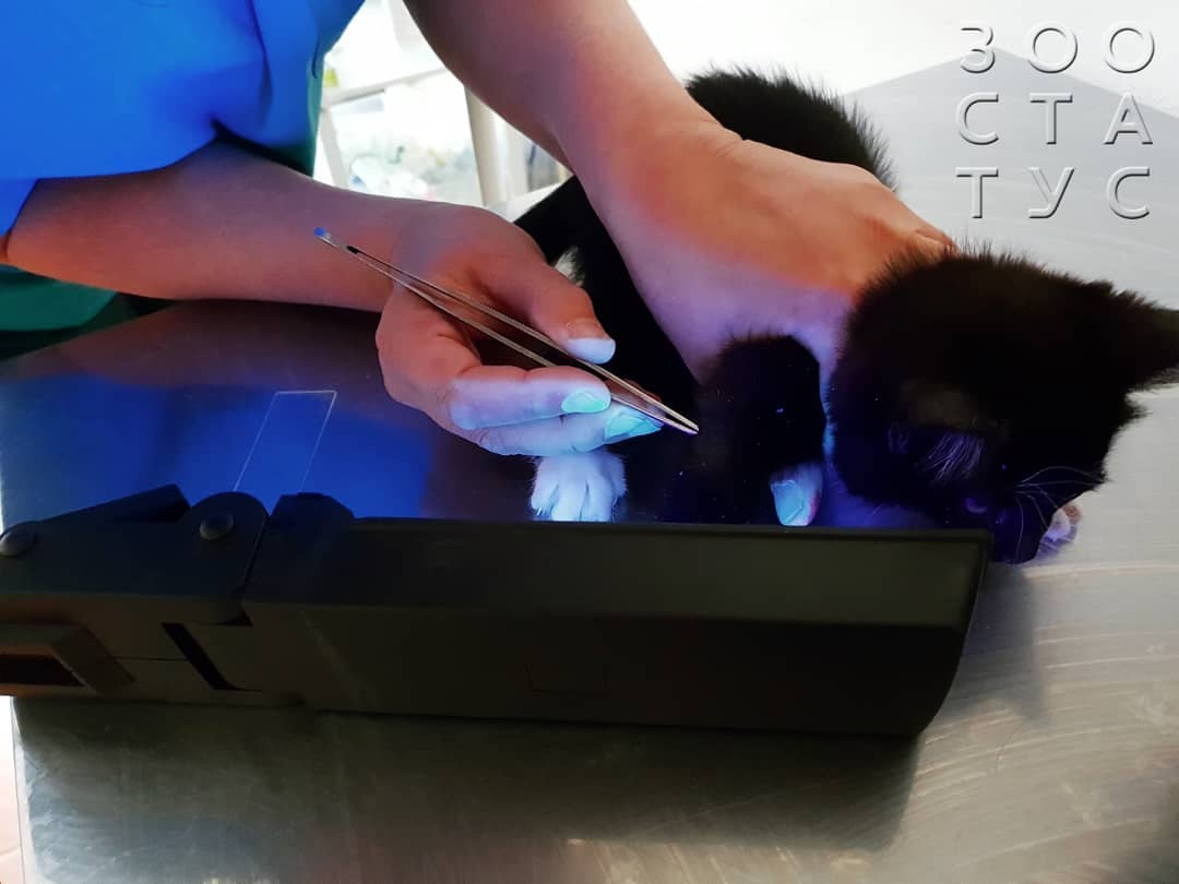 стригущий лишай у кошки