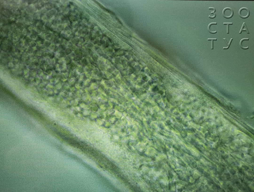 стригущий лишай у кошки