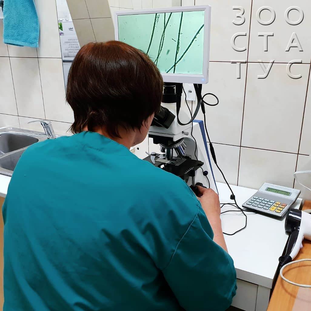 стригущий лишай у кошки