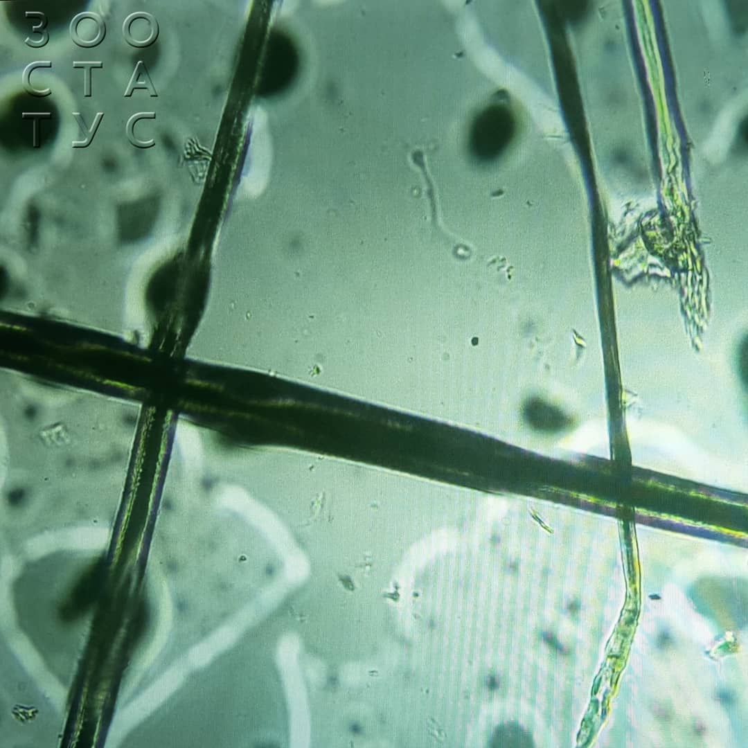 стригущий лишай у собак