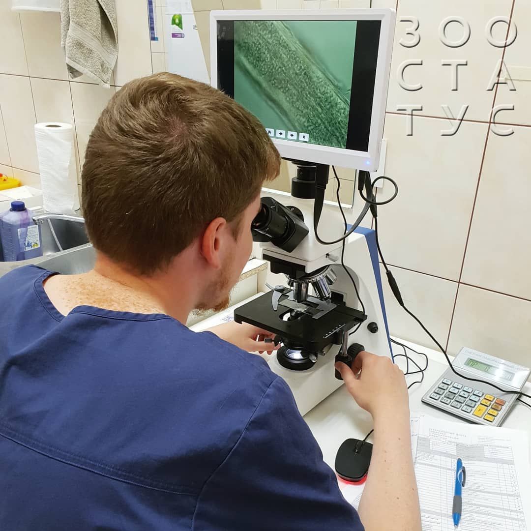 стригущий лишай у собак