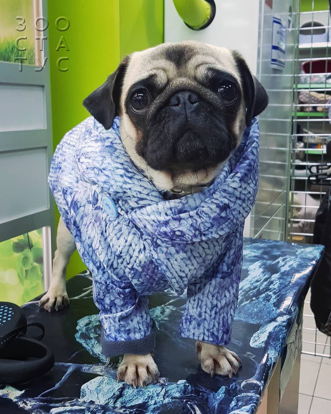 стригущий лишай у собак