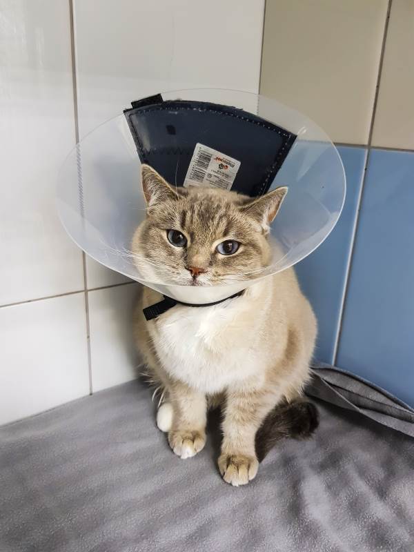 кошка в воротнике от разлизывания