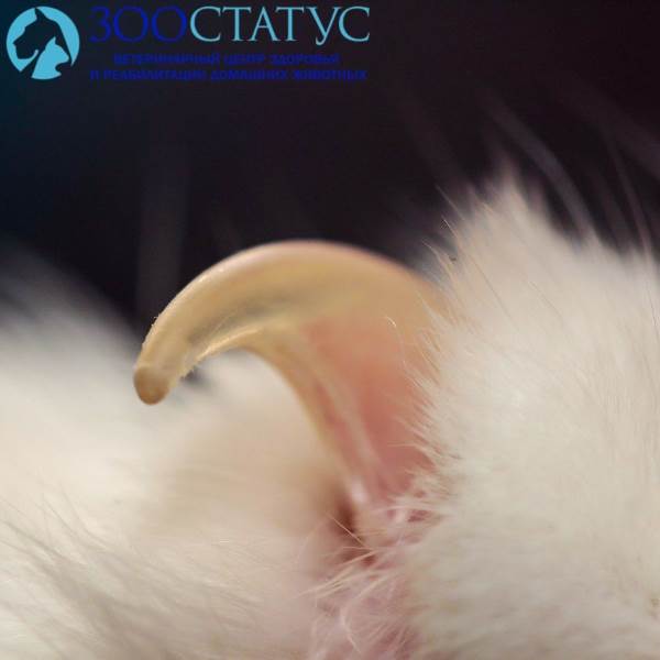 грибок у кошек