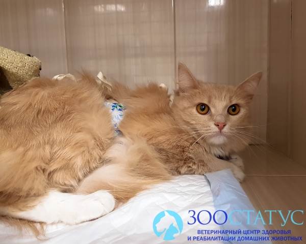 мастит у кошки