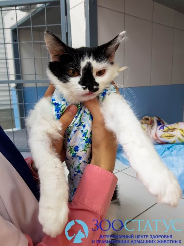 воспаление молочных желез у кошки