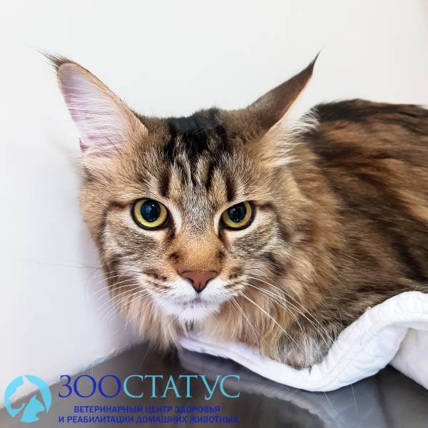 лечение микоплазмоза у кошек