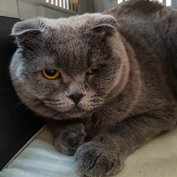 микоплазмоз кошек